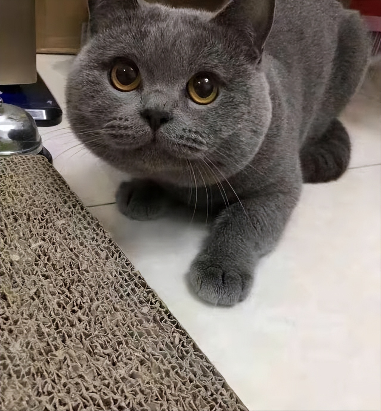 纯种蓝猫图片(纯种英短蓝猫图片)-第3张图片