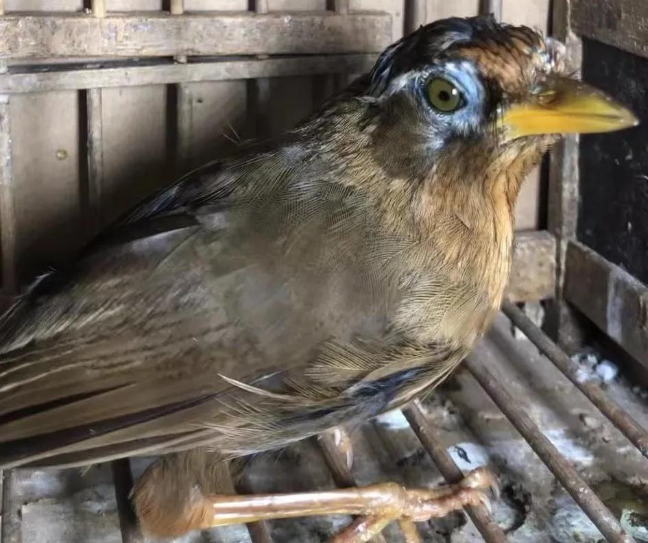 画眉斗鸟的挑选,你知道吗?