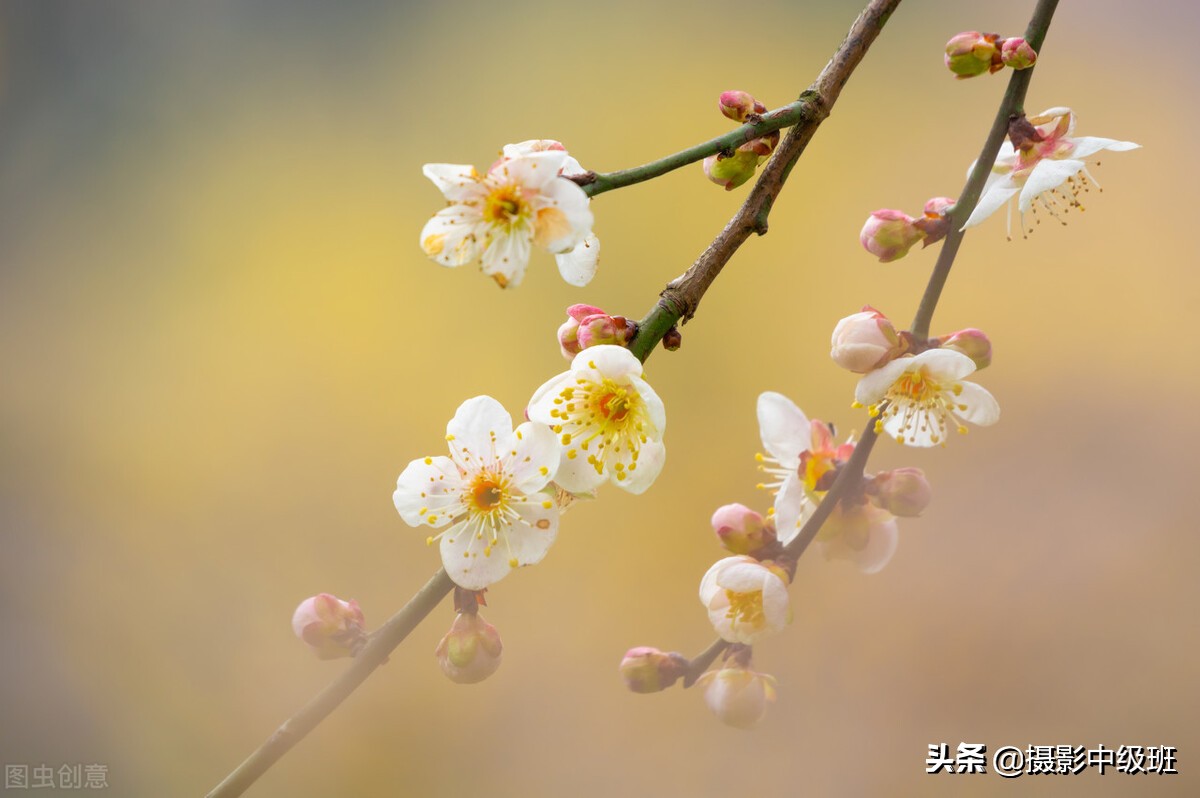 拍花的忌讳：3张照片犯了5个低级错误，摄影新手要避免