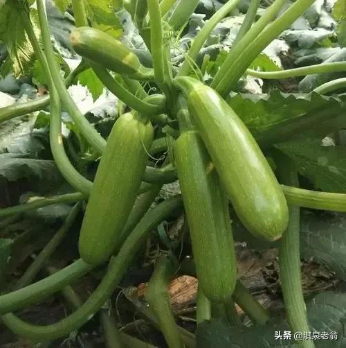 告诉你几个促进作物质优产量高的‘‘施用剂’’及配方