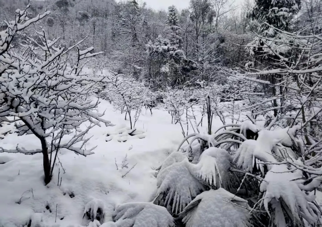 原创散文：看雪花飞啊飞，一如人生的平淡与精彩