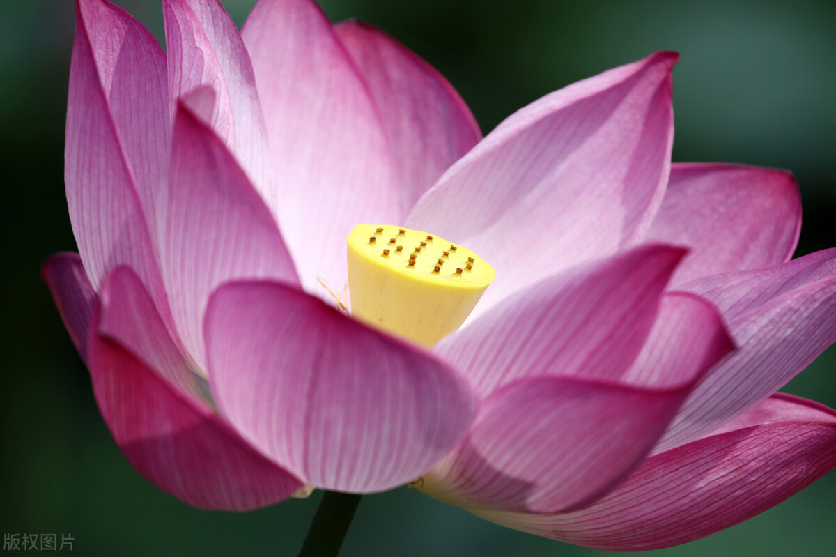 春节廉政短信集锦