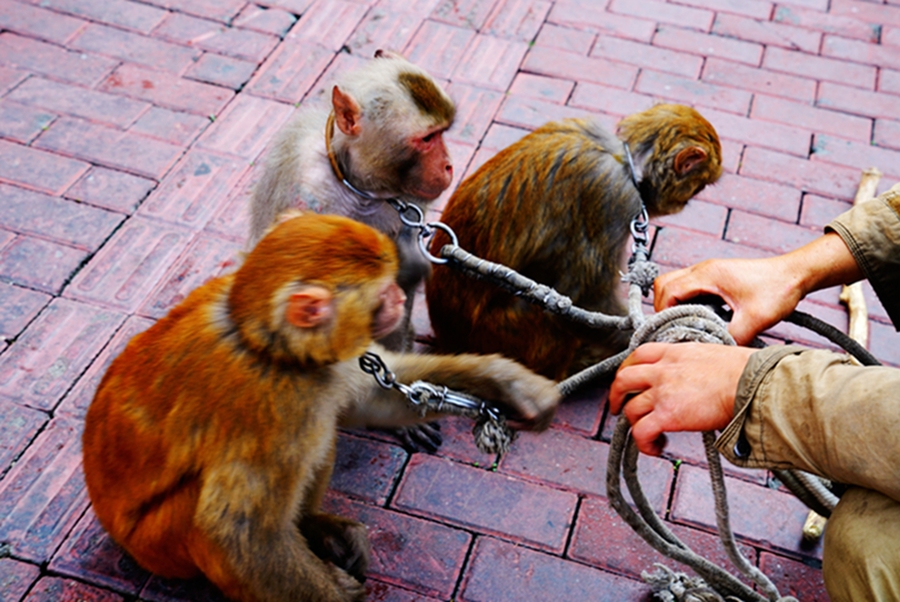 阿赞威帝墓地情降蛊全诗用语辛辣,充满讽刺,此诗表面写得是羡慕耍猴人