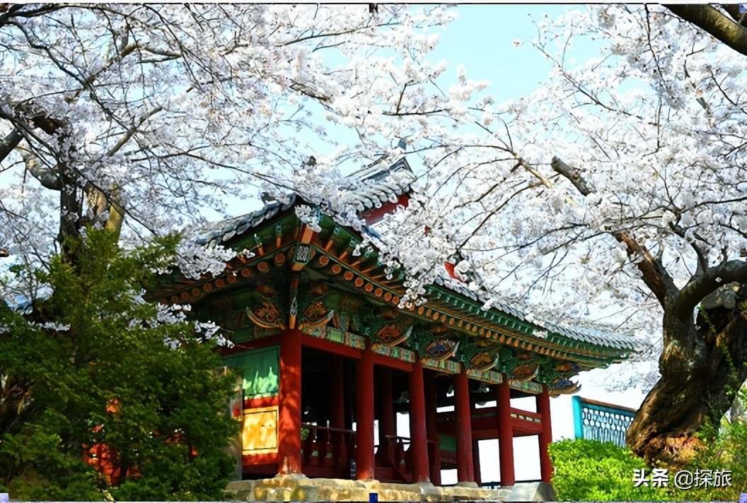 云游一波！韩国赏樱“前线”发来情报