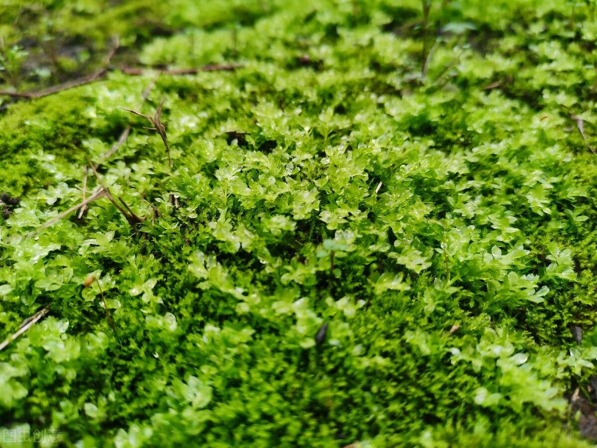 深情催泪情感美文：曾经的爱恋，曾经的悲欢