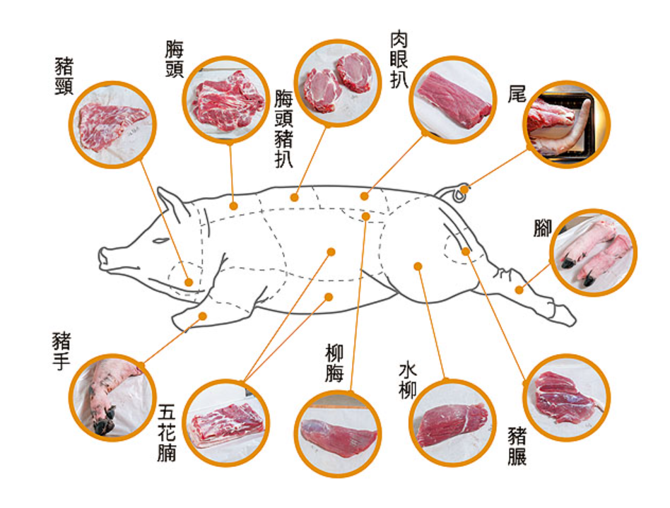 豬肉分割解剖圖對於曾經的人們而言,野豬也有一定的優點,其最重要的便