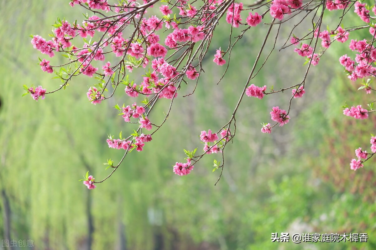 忆江南是谁写的（忆江南是谁写的一首什么诗）