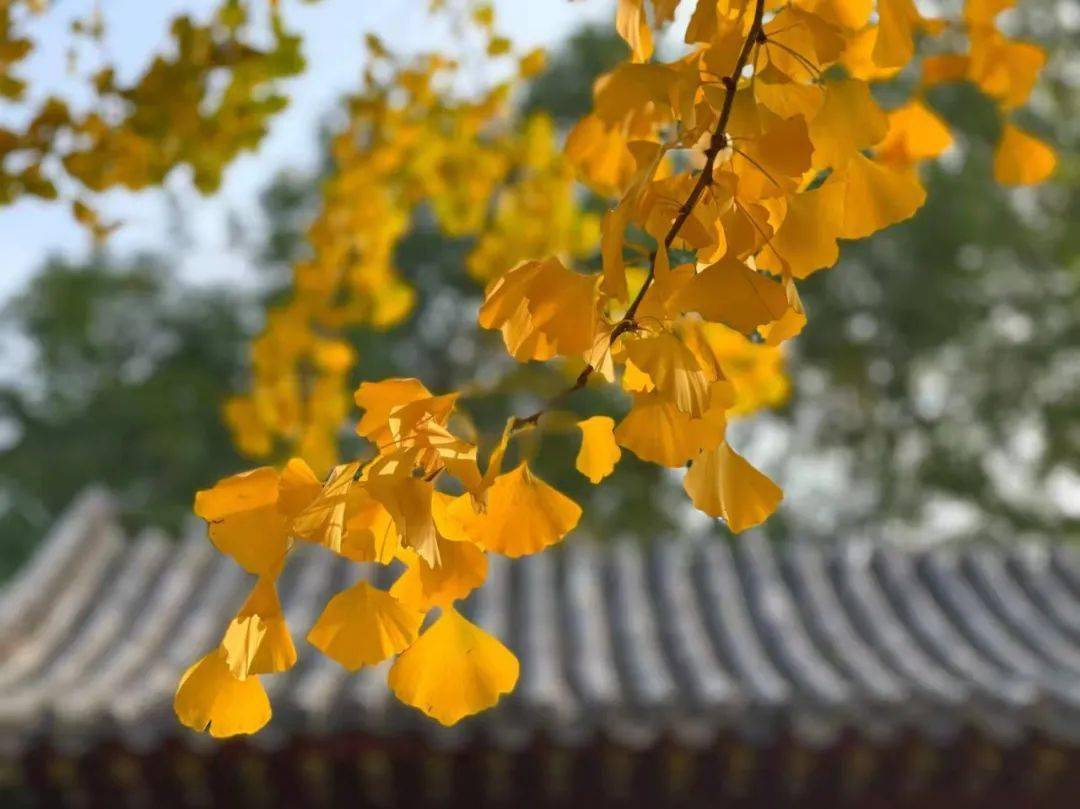 诗词中的四时景「秋」——人生若只如初见，何事秋风悲画扇