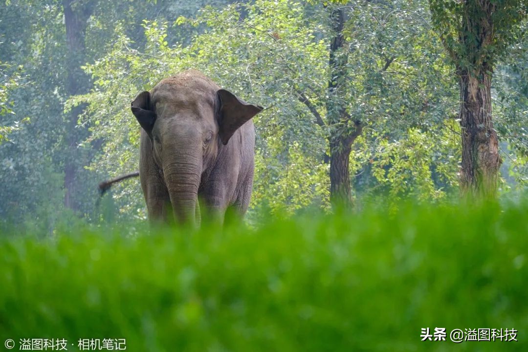 试玩一个兼具高性能与便携性的生态拍鸟新组合