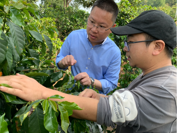 被低估的云南咖啡豆，国产咖啡靠数字化找回尊严