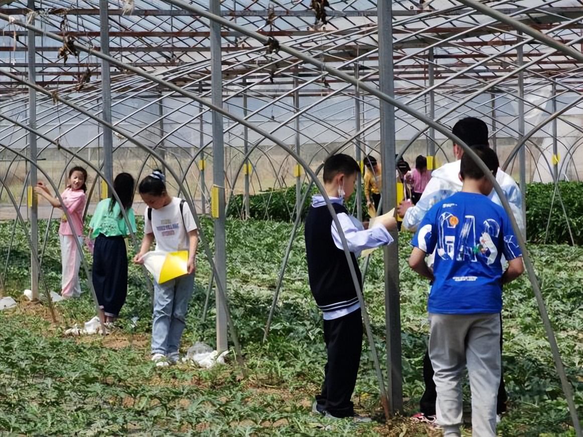 泗陽縣實驗小學:小小農(nóng)夫捉蟲忙(圖7) 泗陽縣實驗小學:小小農(nóng)夫捉蟲忙(圖7)
