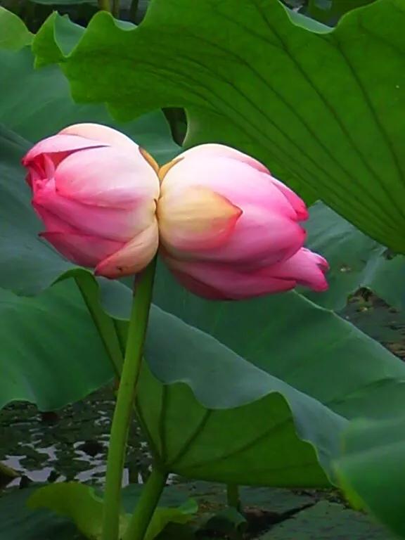 连理分葩如对立,向背低昂欲相邦.花如合璧并愁脸,情比孤兰显笑庞.