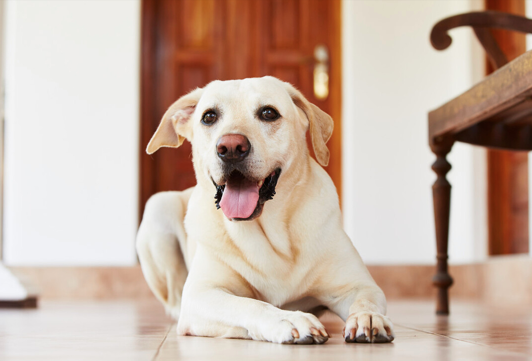 拉布拉多幼犬价格多少钱一只（拉布拉多怎么养）