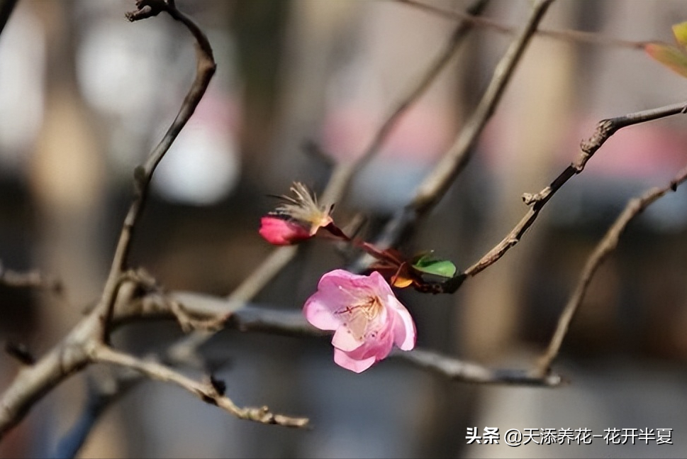 苹果叶子图片（两分钟教你如何分辨苹果花和海棠花）