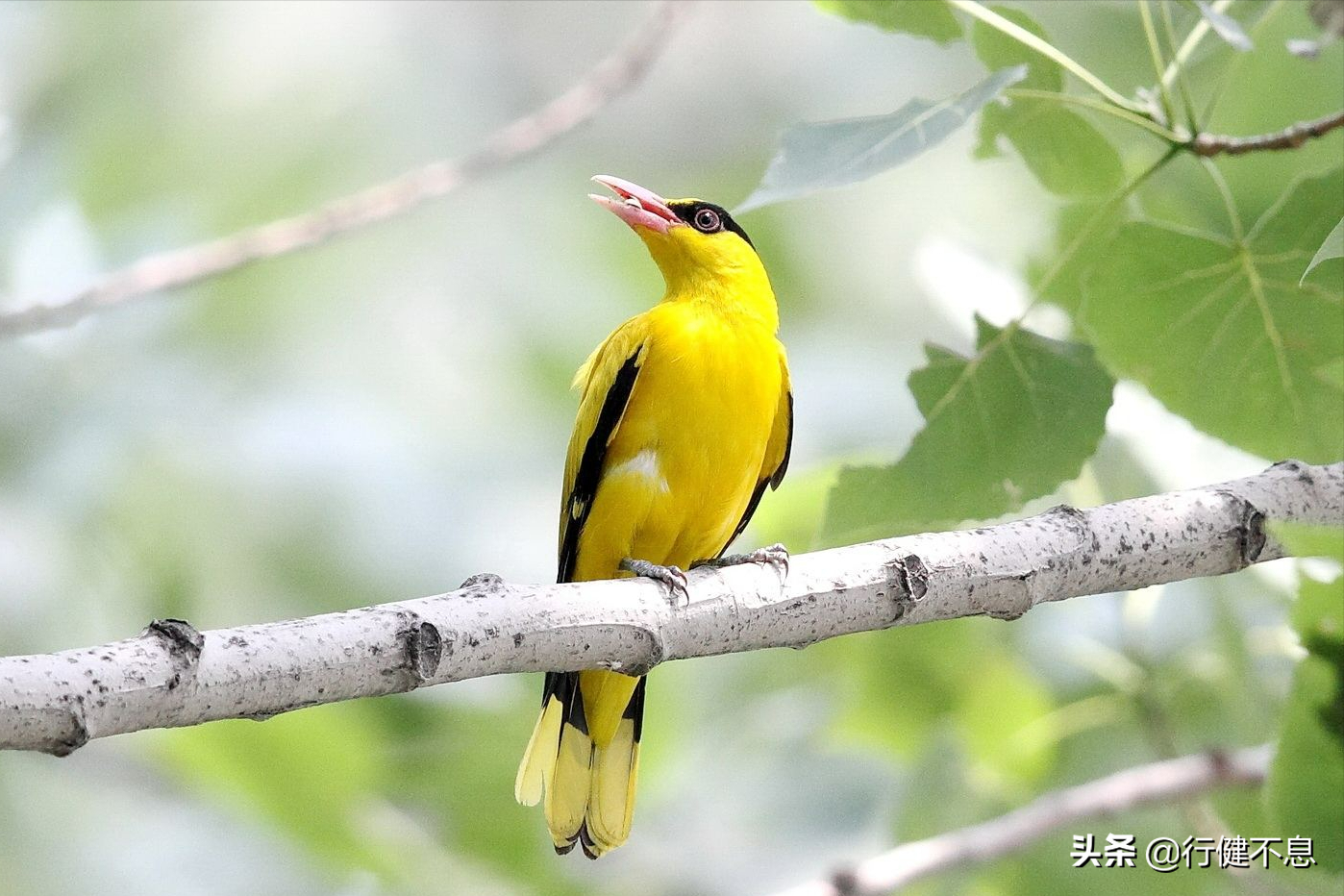 黄鹂又名仓庚,黄鸟,黄莺,它一身明黄色羽毛,外表可爱,生性活泼,鸣声