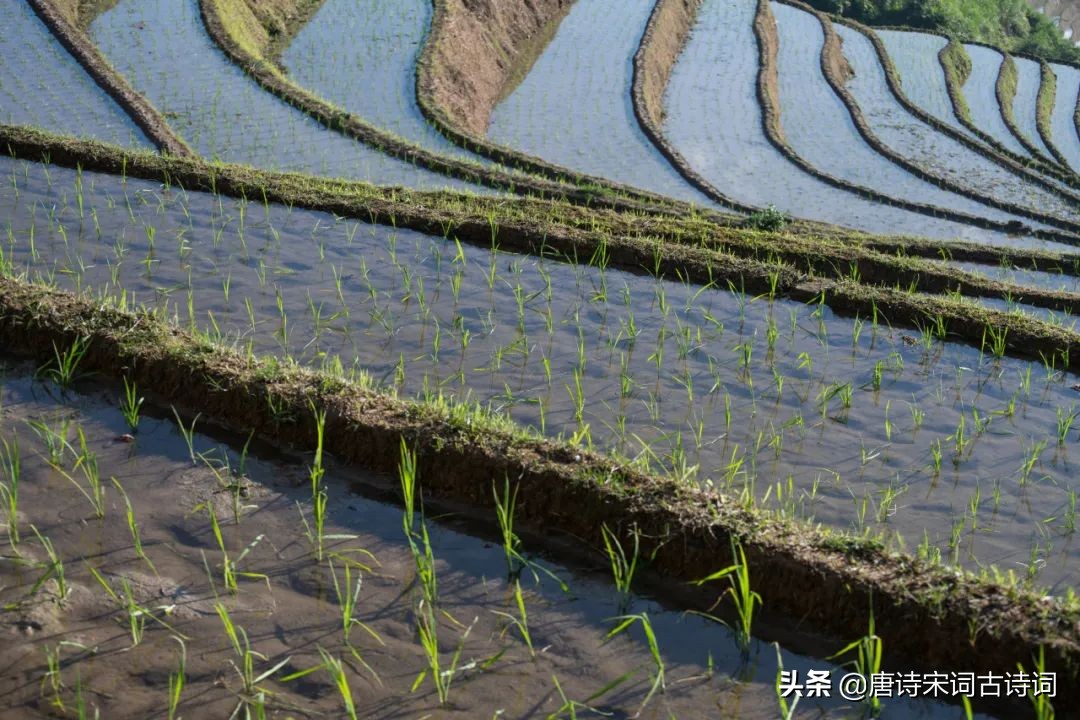 青绿田畴间(禾苗青青，夏日清新)