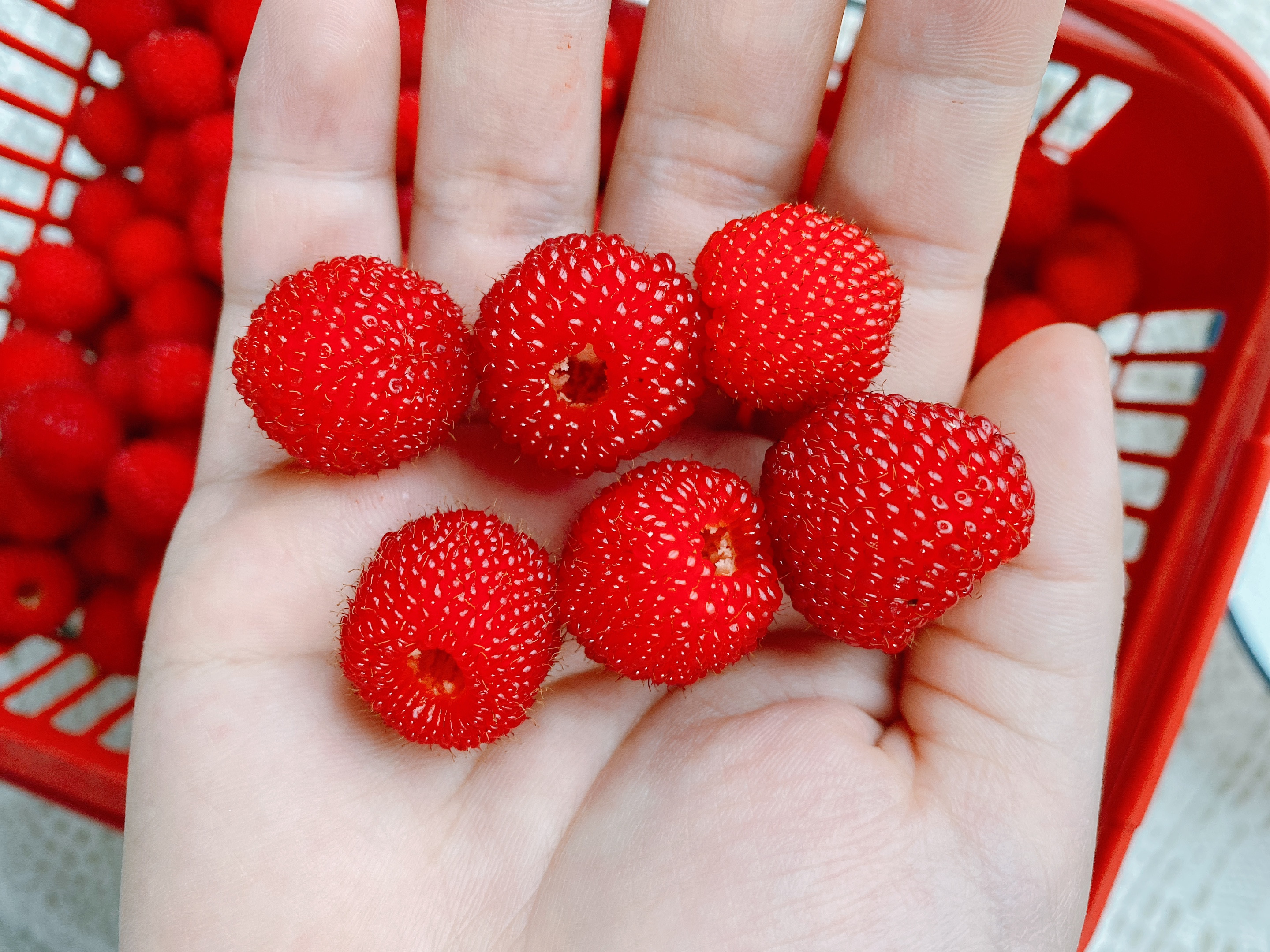 哪些水果可以泡果酒(哪些水果可以泡果酒?) - 风集网