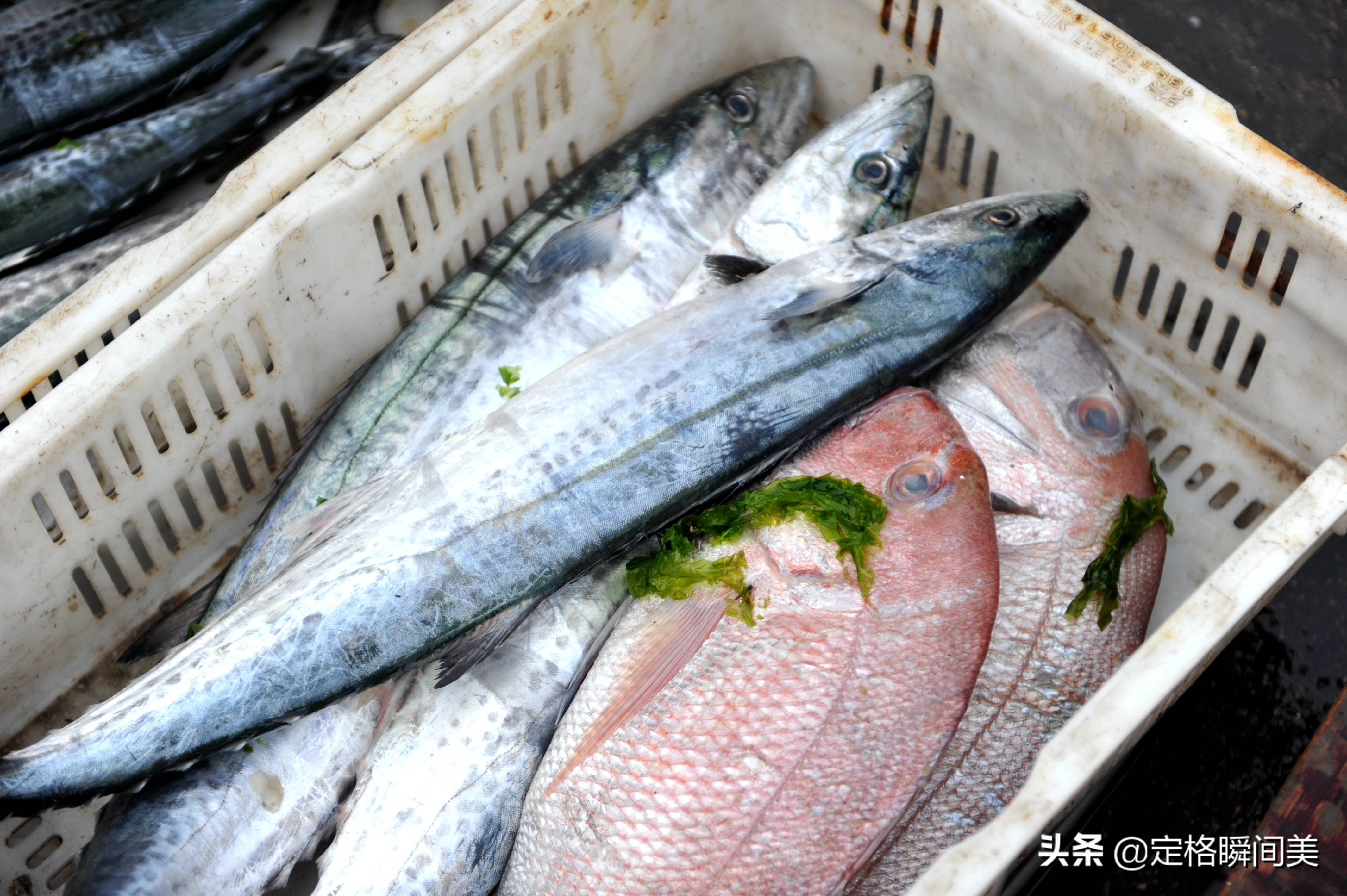 青岛今日鲅鱼价格「今日青岛鲅鱼价格表」