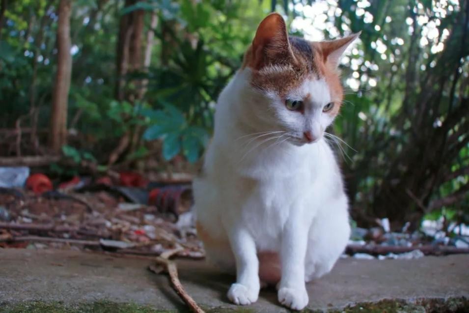 湖北“超美”大学：占地5195亩，宿舍6部电梯，坐拥26栋文物建筑和1000株樱花！