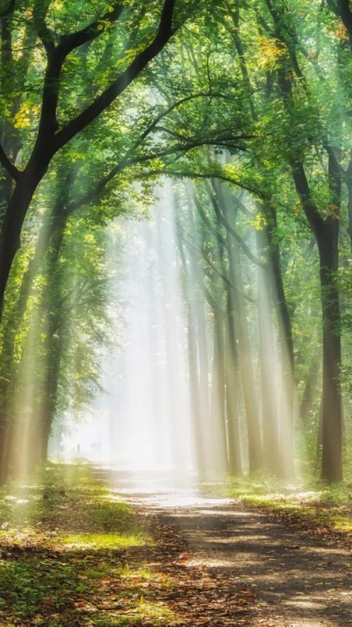 唯美晨光壁纸:清晨的第一缕阳光,迎来新的一天