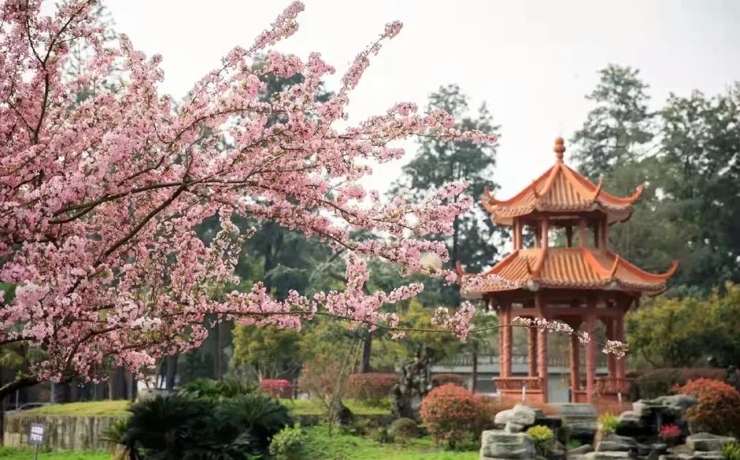 权威发布！四川大学2022年强基计划招生简章！