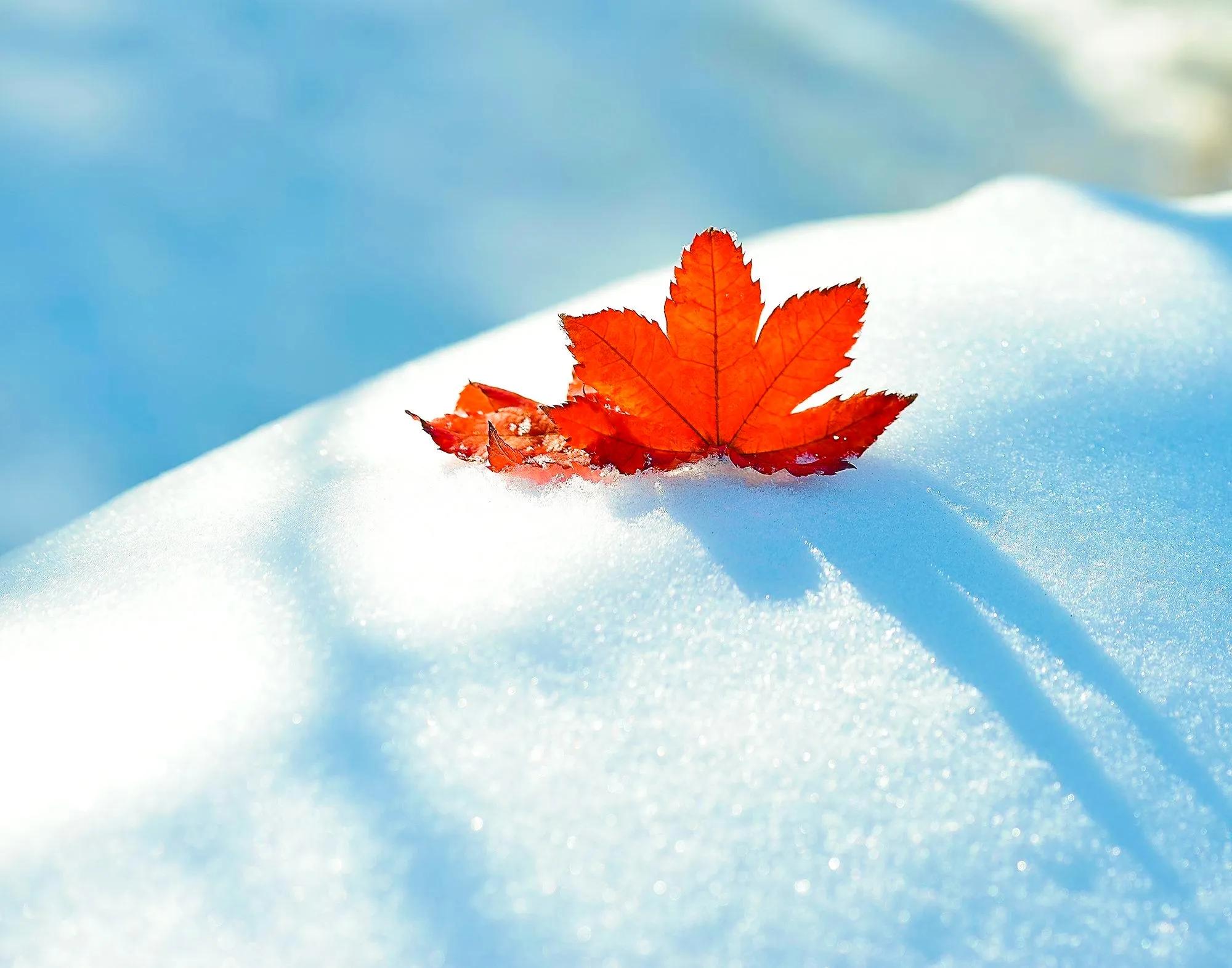 雪白雪白的什么的（雪白雪白的什么的雪花对吗）-第4张图片-昕阳网