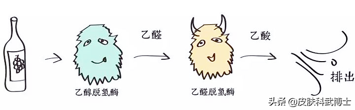 为何有些人喝完酒/甚至喝一点点酒会脸红呢？