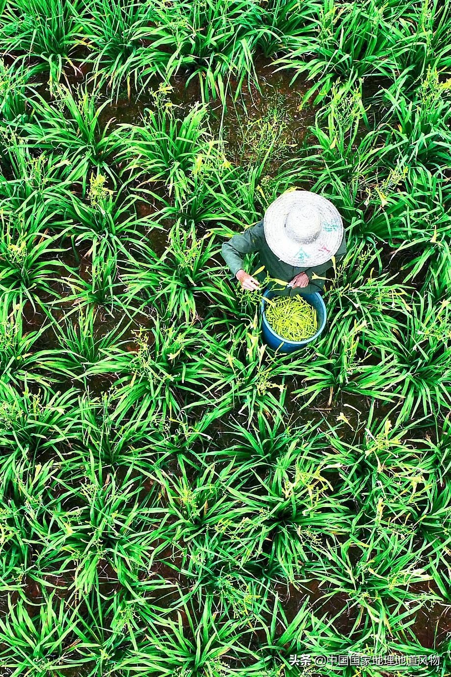 �й���͵����߲˴�ʡ��Ϊʲô�Ǹ��ࣿ