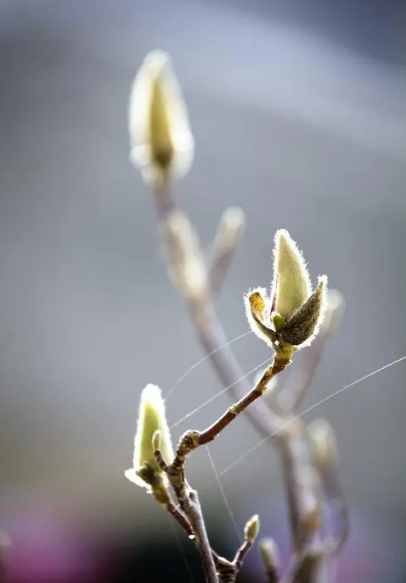 诗词鉴赏-​眼前春意知多少，十首初春诗词，感受初春的勃勃生机