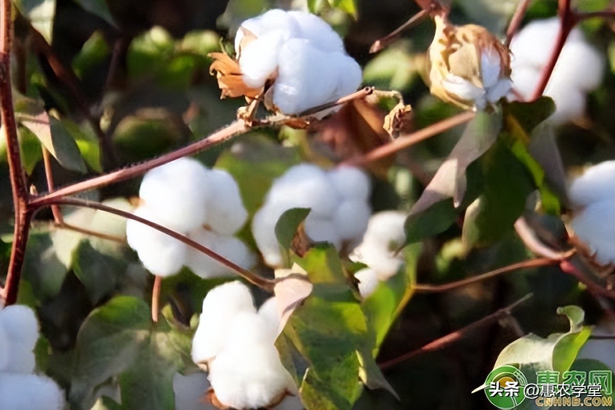 今年的棉花价格多少钱一斤？棉花质量标准有哪些？