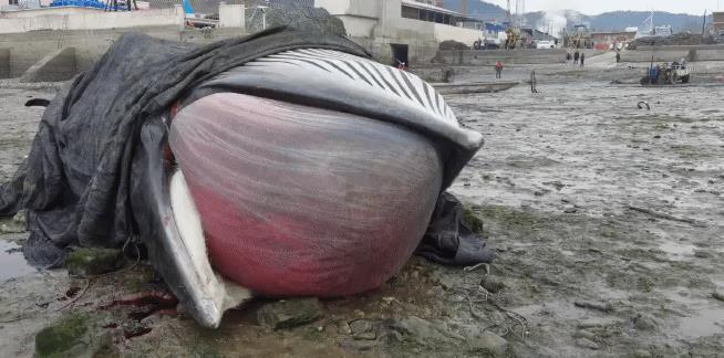 世界上最恐怖的鲸鱼(世界上最恐怖的鲸鱼叫声)