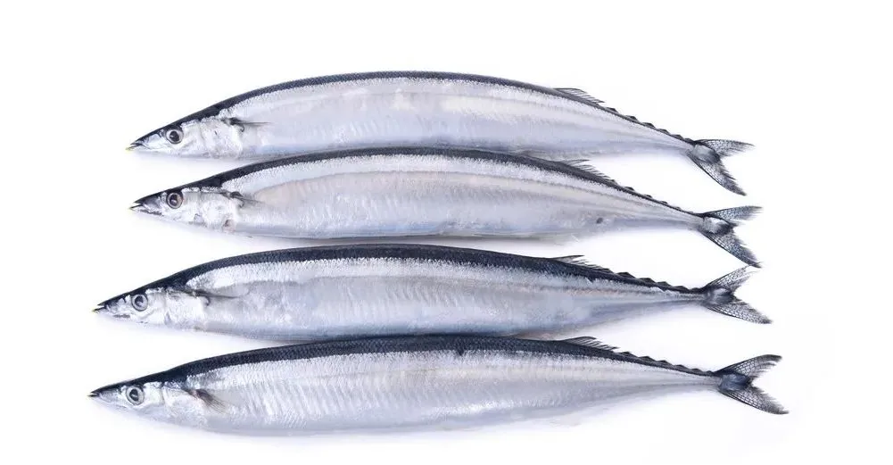 迎接cop15,保护生物多样性丨长江里有什么之"长江第一鲜"刀鱼