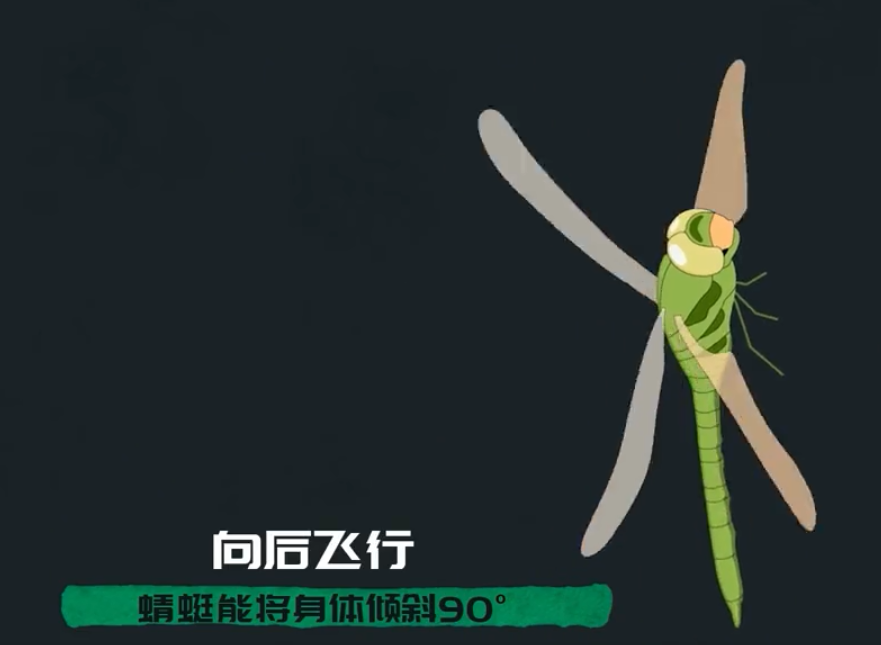 为何总是有人说「蜻蜓」不是地球上的生物