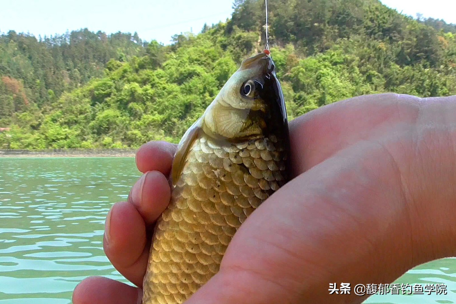 鲫鱼饵料配方大全(野钓鲫鱼用什么饵料效果好？野钓鲫鱼最常用的几种饵料配方)