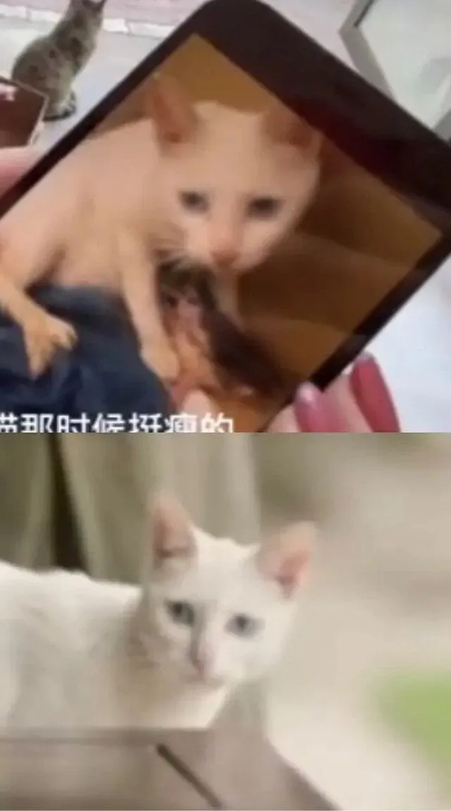 大v调查后反馈:《当家主母》猫咪拍完死了扔了,剧组回应再翻车
