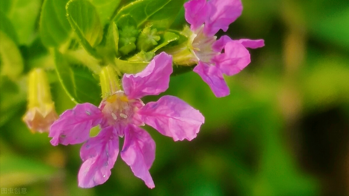一花一笑送祝福,二月初二龙抬头,千树万树花彩头 吉祥如意好兆头