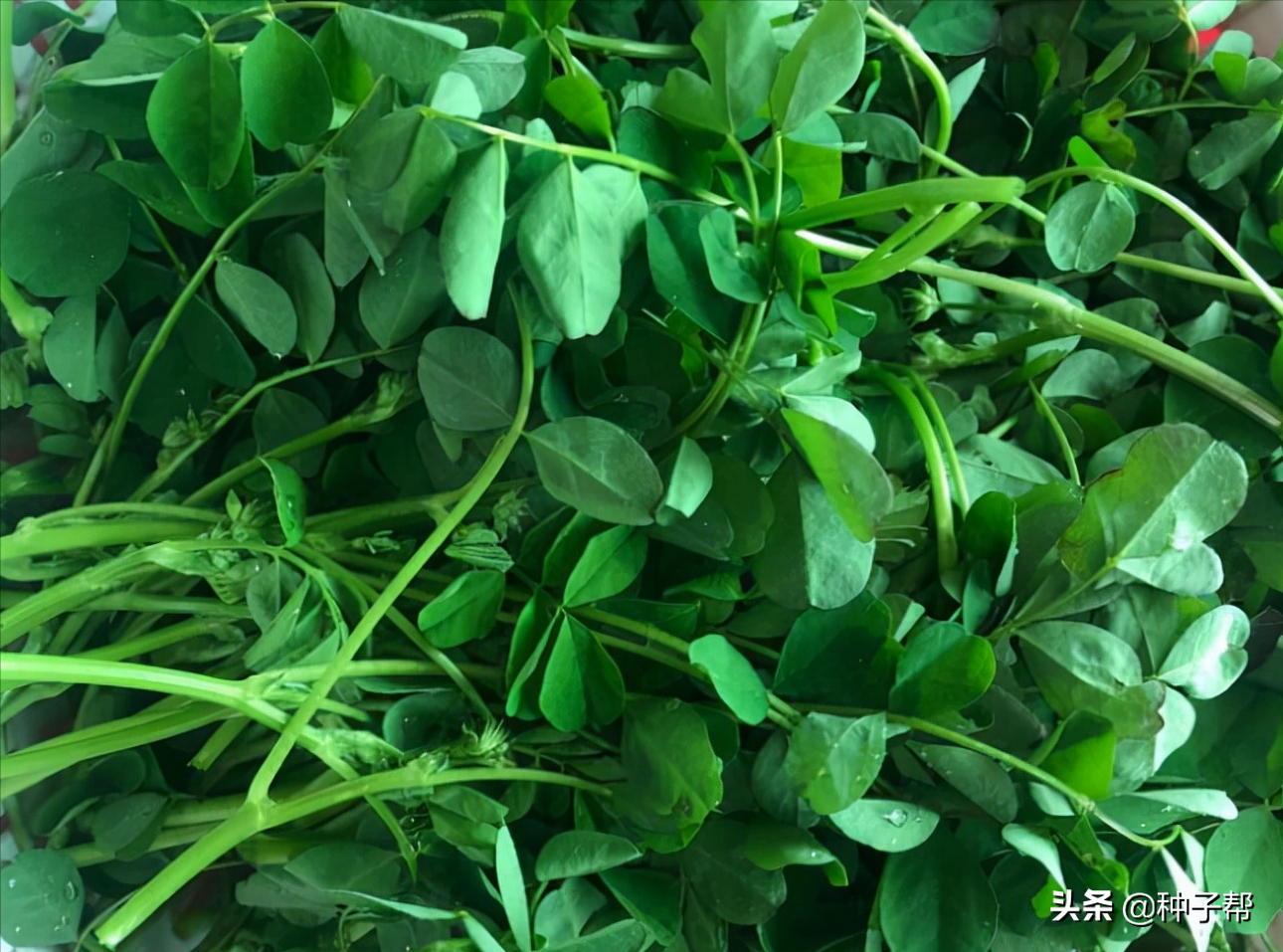 紫云英草图片(1分钟了解紫云英草的真正样子)