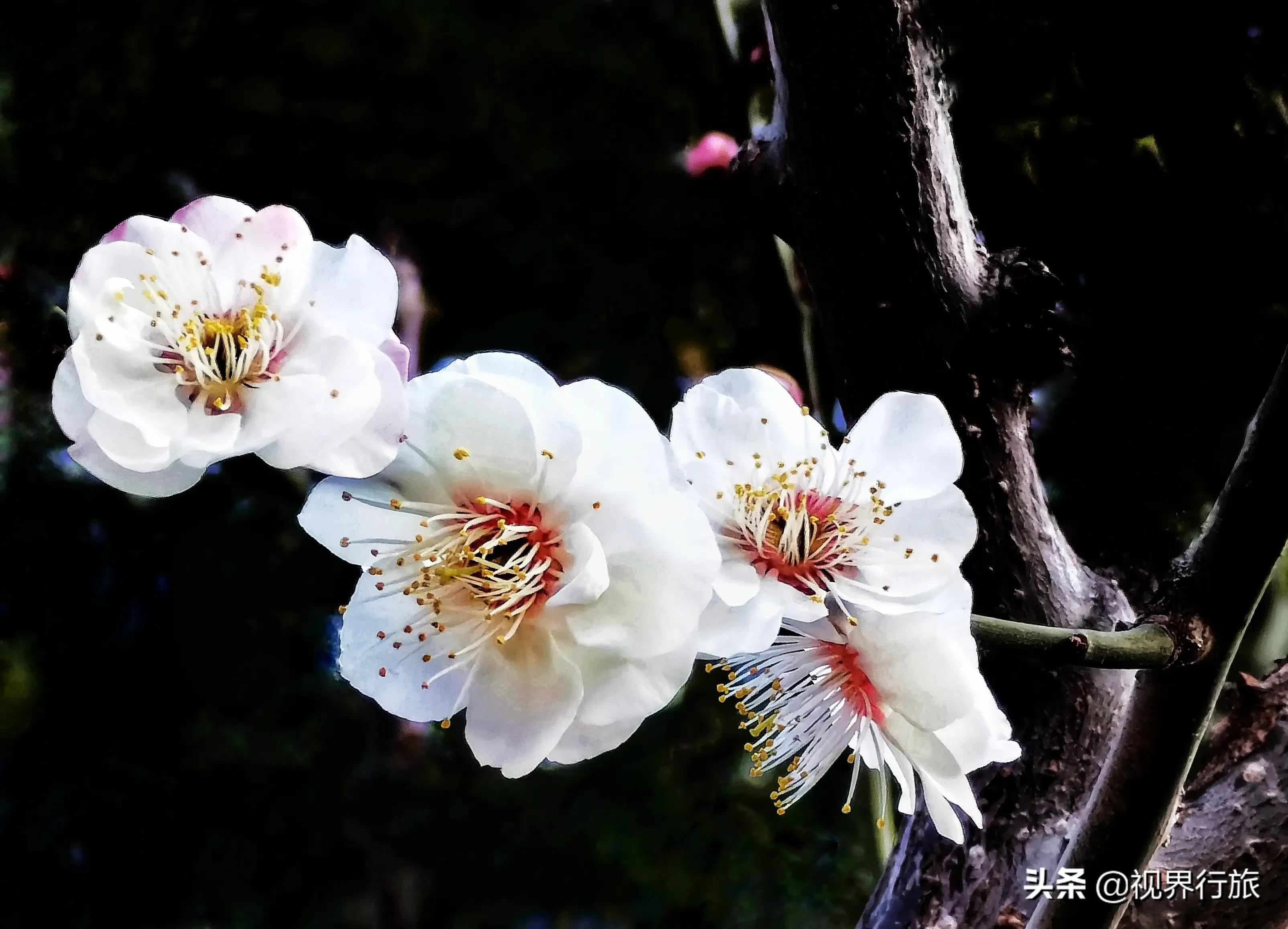 一樹梅花一樹春