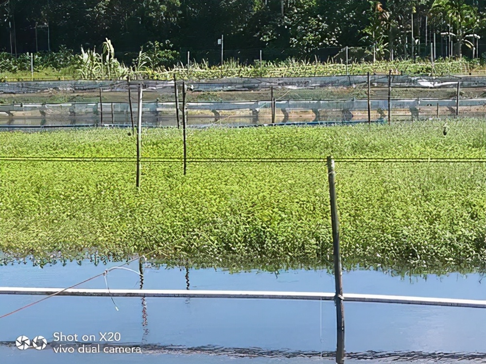 這四種水草，蝦蟹養(yǎng)殖最常見！但你真不一定會種植