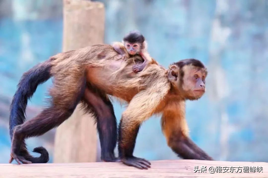 松鼠猴们亲热地上前迎接它们拽着你衣襟,跳上你肩背还有两只不到半岁