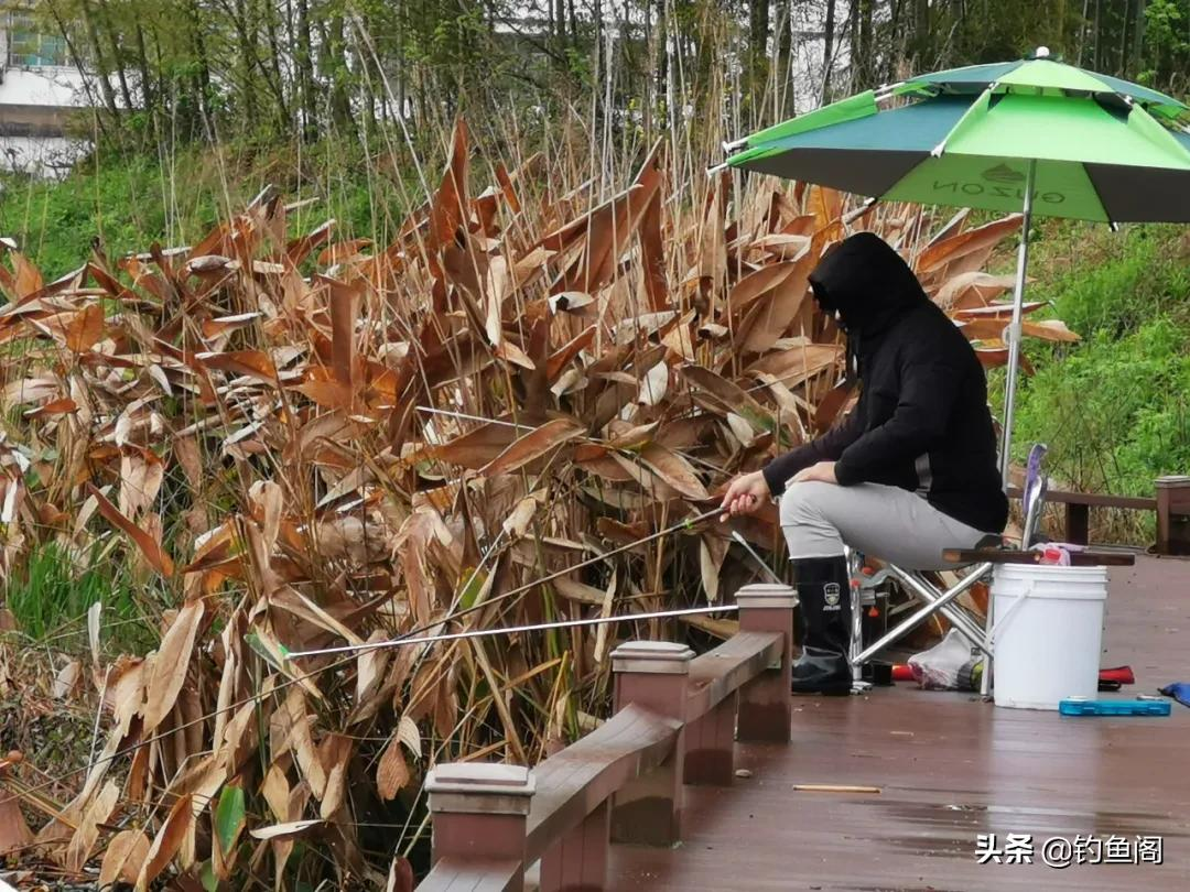 如果钓鱼也有段位,青铜白银该如何区分?看看你属于哪一阶段