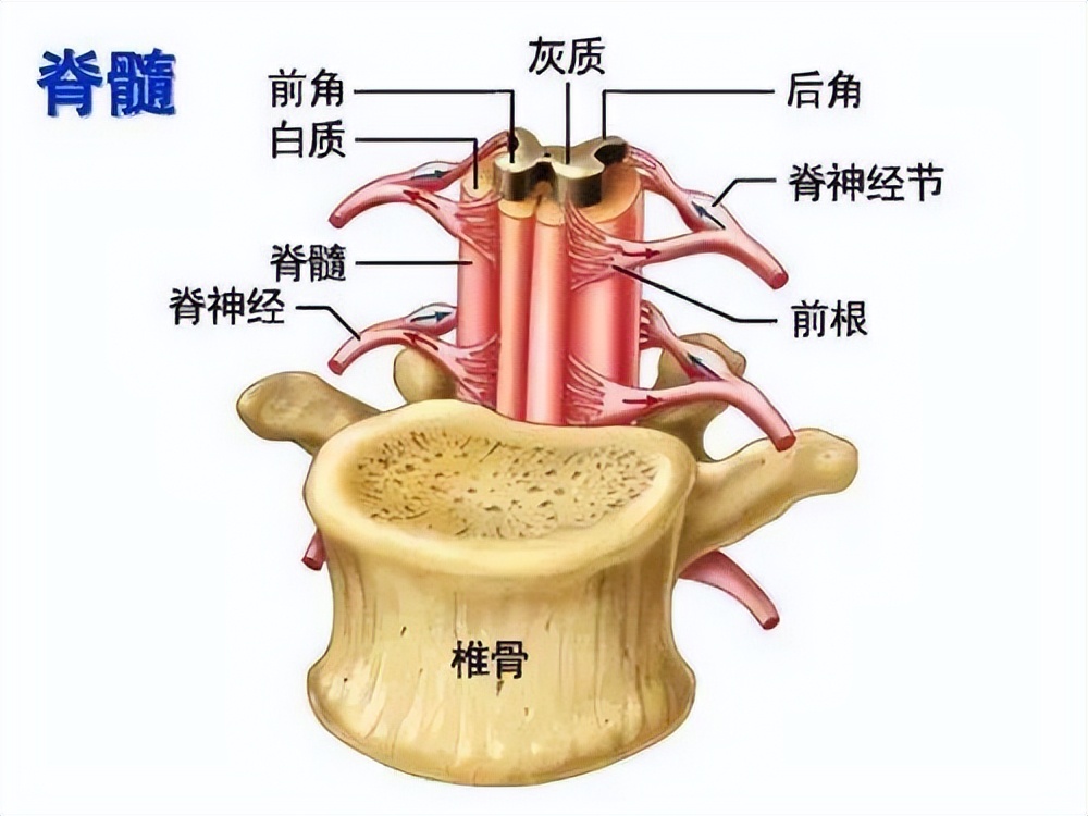 颈椎病是“早期”还是“晚期”？出现这些情况，一定要上医院