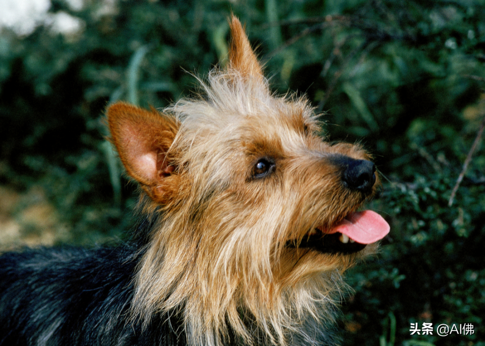 美国人评出排名前 63 最聪明的犬种