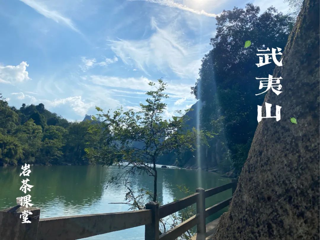 如何辨别岩茶中白茶的品质优劣