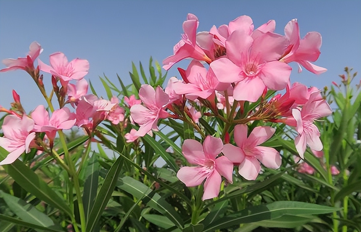 路边随处可见的夹竹桃的毒性有多强?