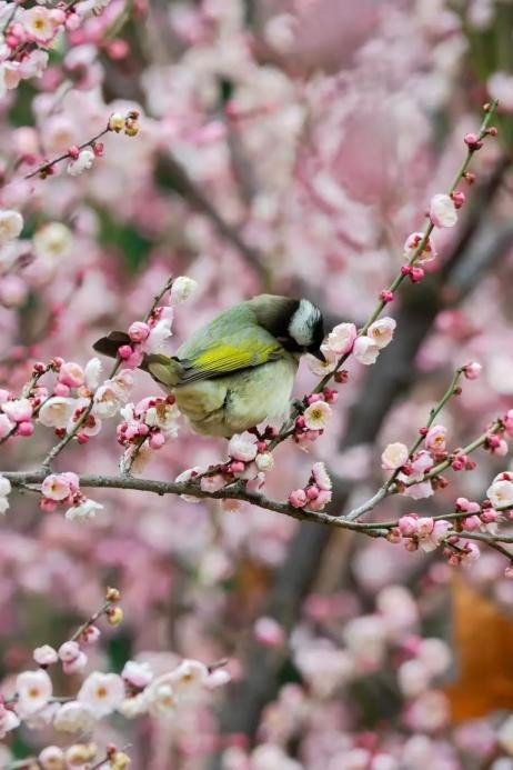 高清大图来袭！湖北高校“最美校花”新鲜出炉！颜值超高，惊艳众人！