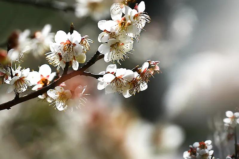 蔷薇科杏属植物杏梅（盘点杏梅种类以及特征）