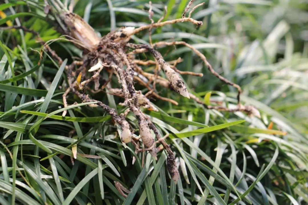 山麦冬是什么(一屁股坐在草坪上,近距离欣赏麦冬的美)