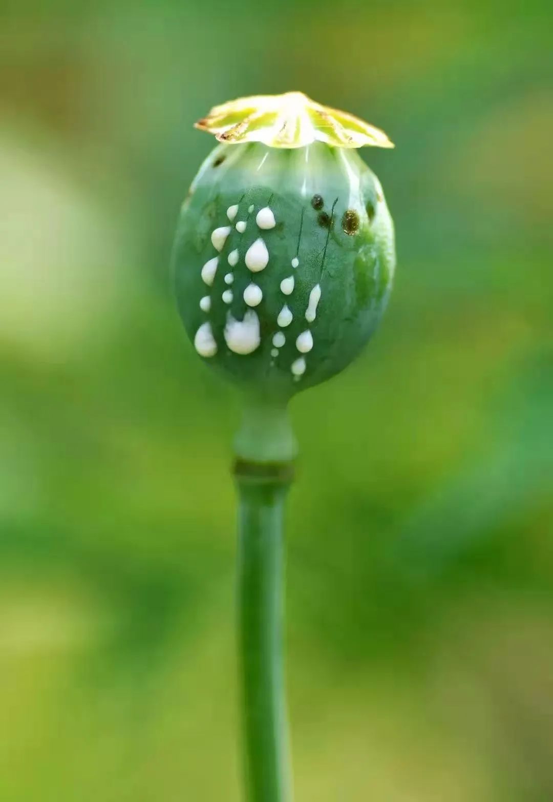 罂粟花真实图片
