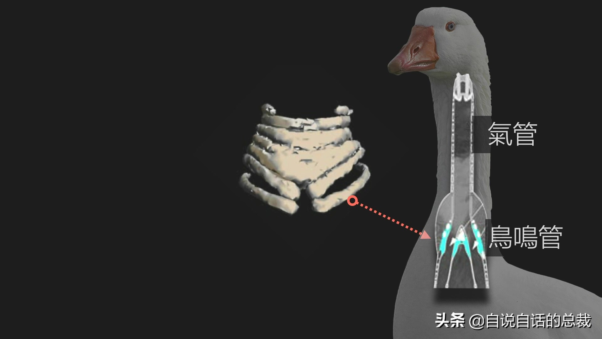 为什么动物都怕鹅？有鹅的地方没有蛇？大鹅的真实面貌超出你想象